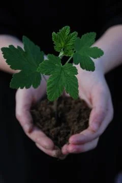 A sprout on a hand Stock Photos