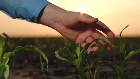 Sprout hand sunset, sun sky hand fresh leaf corn, colorful idyllic landscape Stock Footage 246153373