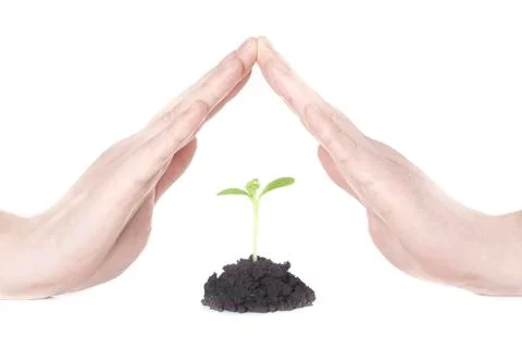 Sprout in hands Stock Photos