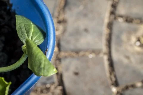 The sprout has broken through Stock Photos