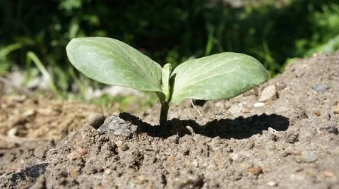 A sprout has sprung from the soil, a new life. Stock Photos