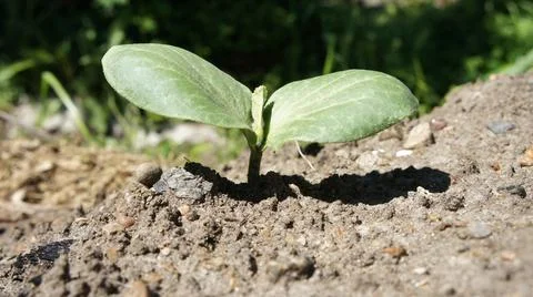 A sprout has sprung from the soil, a new life. Stock Photos