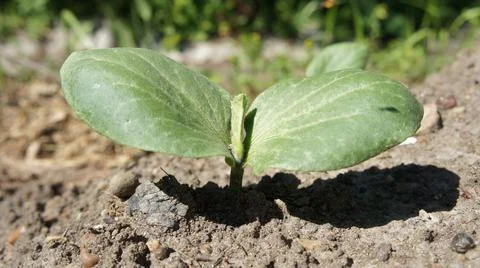 A sprout has sprung from the soil, a new life. Stock Photos