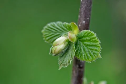 Sprout of a hazelnut Stock Photos