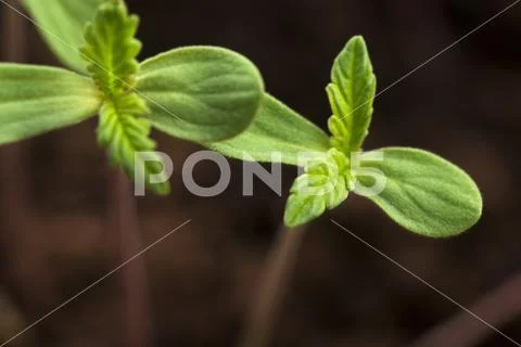 Sprout of hemp cannabis marihuana Stock Photos