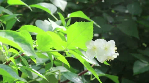 Sprout with leaf and flower of jasmine Stock Footage 24719980
