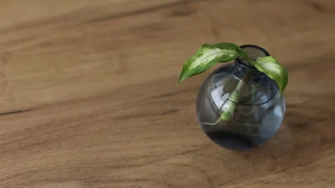 Sprout with long roots in a vase on windowsill. Dieffenbachia on wooden table. Stock Footage 276653349