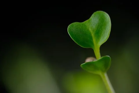 Sprout micro greens Stock Photos