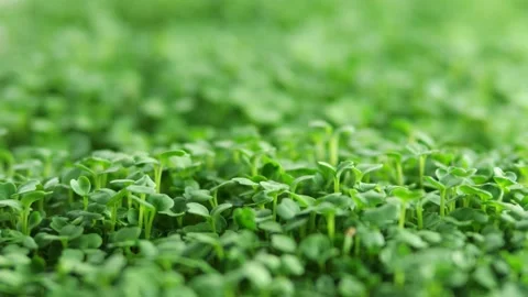 Sprout microgreens farming grow macro shot in greenhouse agriculture. 4k Ultra Stock Footage 155891453