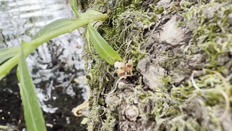 Sprout on mossy tree bark close up Vídeos de archivo 334760067