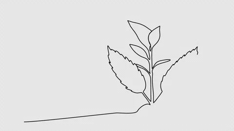 Sprout, one line drawing animation. Video clip with alpha channel. Stock Footage 264908847