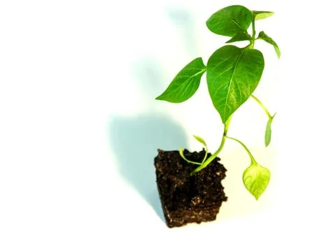 Sprout of pepper, seedling Stock Photos