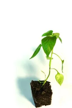 Sprout of pepper, seedling Stock Photos