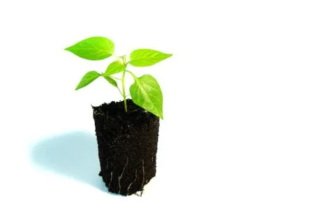 Sprout of pepper, seedling Stock Photos