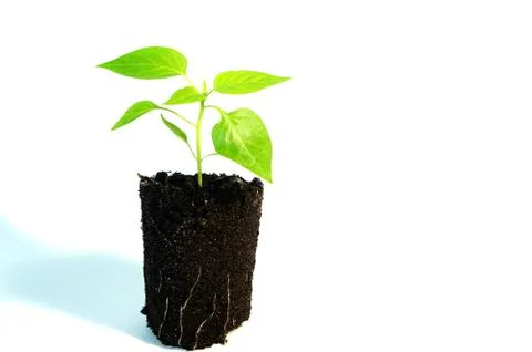 Sprout of pepper, seedling Stock Photos