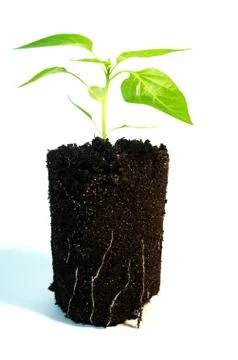 Sprout of pepper, seedling Stock Photos
