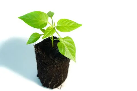 Sprout of pepper, seedling Stock Photos