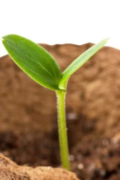 Sprout Stock Photos