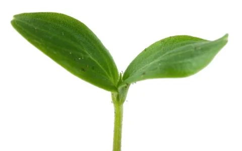 Sprout Stock Photos
