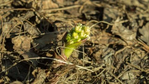 Sprout up Stock Photos