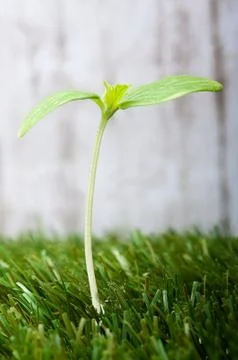 Sprout Stock Photos