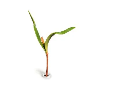 Sprout Stock Photos