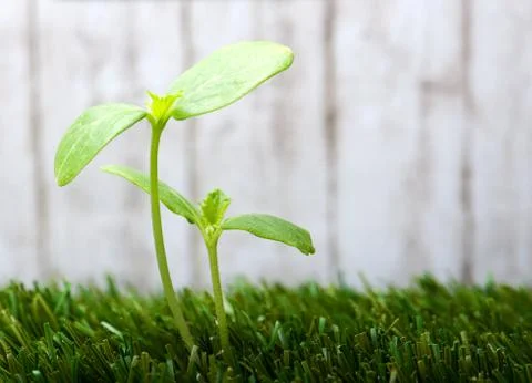Sprout Stock Photos