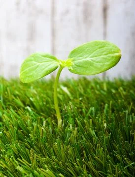 Sprout Stock Photos