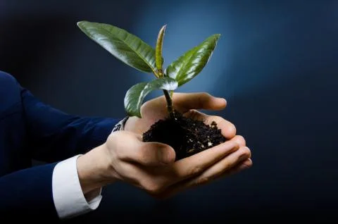 Sprout Foto stock