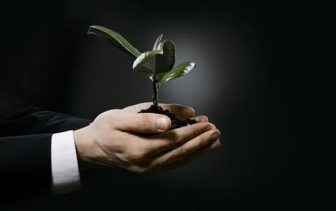 Sprout Stock Photos