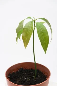 The sprout of the plant Mango in a plastic cup, close to a white background Stock Photos