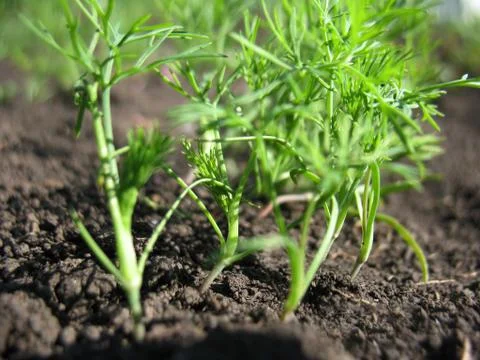 Sprout of plant Stock Photos