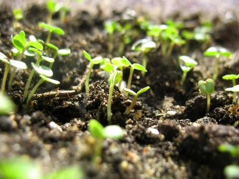 Sprout of plant Stock Photos