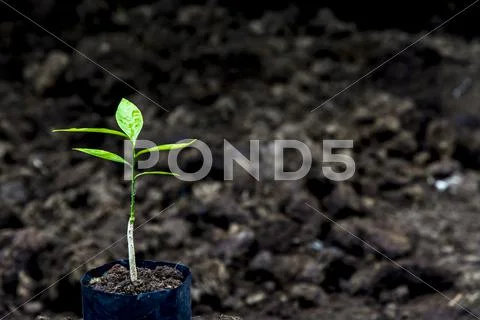 Sprout for planting at the farm Stock Photos