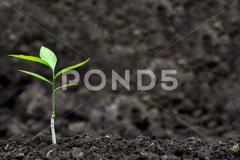 Sprout for planting at the farm Stock Photos