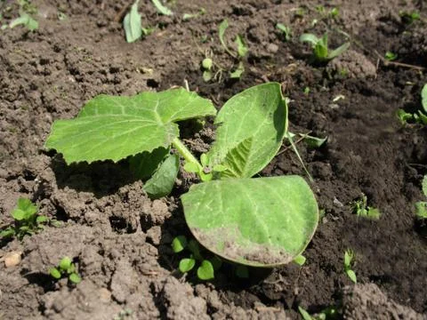 Sprout of pumpkin Stock Photos