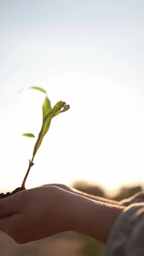 Sprout reaching for light Stock Footage 337941327