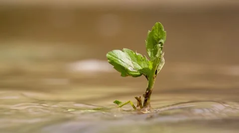 Sprout in river Video stock 58320417