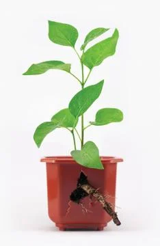 Sprout with root and broken flower pot Stock-Fotos