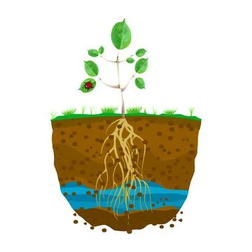 Sprout with root system in soil isolated on white background. Stock Illustration