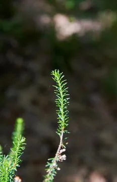 A sprout from a Scots pine Stock Photos