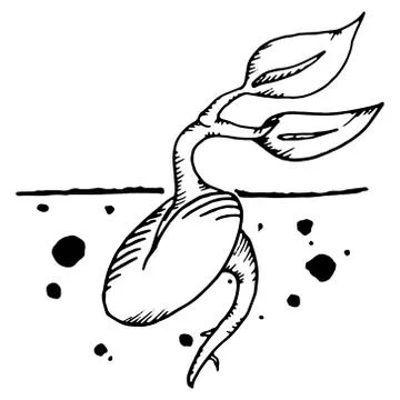 Sprout from the seed. Vector illustration of sprouted seeds. Hand drawn young Stock Illustration