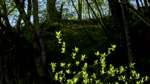 Sprout shining in the mountains Stock Footage 145399653