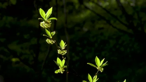 Sprout shining in the mountains Stock Footage 145399655