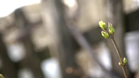 Sprout at spring Stock Footage 73461354