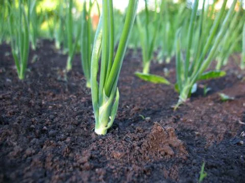 Sprout of spring onions Stock Photos