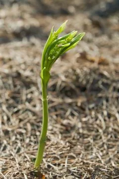 Sprout in the spring Stock Photos