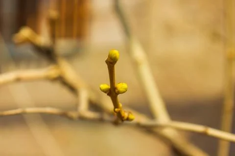 Sprout on a spring tree with blurred background Stock Photos