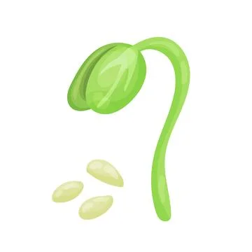 Sprout, sprouted seed, botanical vector illustration in cartoon style. Stock Illustration