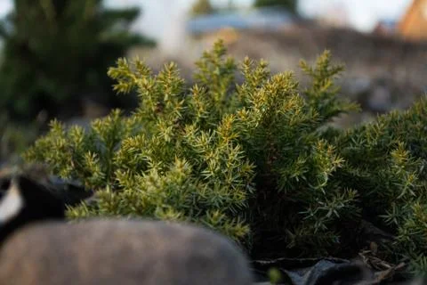 Sprout spruce Stock Photos